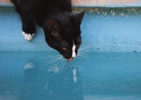 Un chat noir et blanc boit dans une piscine