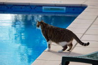 Un chat debout sur le bord d'une piscine