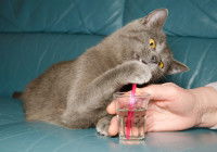 Un chat boit de l'eau dans un verre