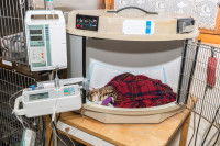 Un chat placé sous perfusion dans une clinique vétérinaire