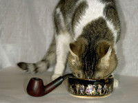 Un chat renifle un cendrier posé sur une table