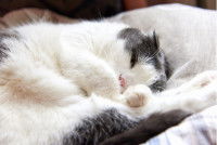 Un chat malade après avoir été empoisonné par de la nicotine