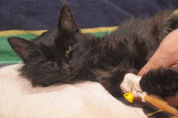 Un chat empoisonné mis sous perfusion