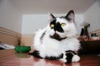 Un chat noir et blanc assis à côté d'un cendrier