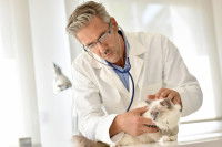 Un vétérinaire examine un chat malade