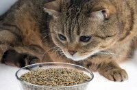 Un chat renifle un bol contenant de la marijuana