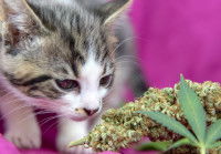 Un chat renifle du cannabis