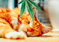 Un Maine Coon allongé à côté d'une feuille de cannabis