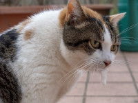 Un chat vomit et a de la salive sur la bouche