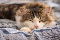 Un chat malade après avoir été intoxiqué