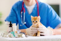 Un chaton chez un vétérinaire après avoir été empoisonné