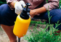 Un homme pulvérise un pesticide sur une plante