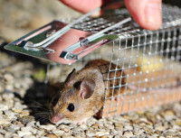 Un piège mécanique pour souris