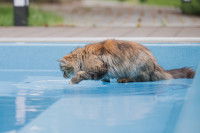 Un chat à poil long dans une piscine