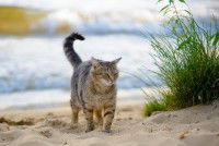 Un chat marche sur le sable de la plage