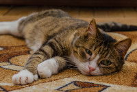 Un chat tricolore malade allongé sur le sol