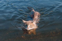 Un chat nage dans la mer