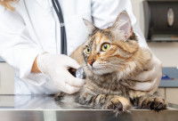 Une vétérinaire ausculte un chat tigré