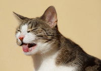 Un chat malade tire la langue sur un fond jaune