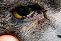 Un chat souffrant de l'entropion congénital