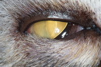 Un chat aux yeux jaunes souffrant d'entropion