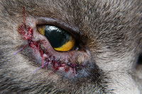 Un chat ayant subit une opération à l'œil