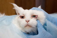 Un chat souffrant d'entropion bilatéral