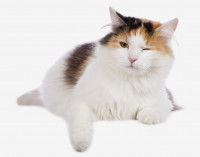 Un gros chat tricolore ayant un problème a l'oeil gauche