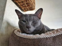 Un chat gris ayant un problème à l'œil gauche