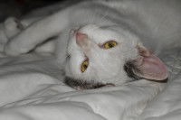 Chat blanc couché sur une couverture