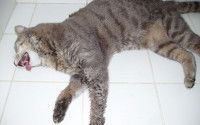 Chat gris victime d'une crise d'épilepsie sur le carrelage