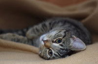 Chat couché récupérant d'une crise d'épilepsie