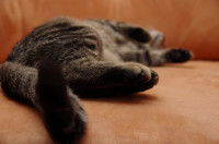 Chat couché sur un divan orange