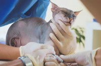 Chat sans poils en train d'être ausculté