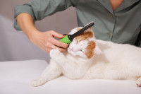 Une femme brosse son chat