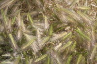 Des épillets verts et gris