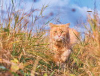 Un chat gambade dans un champ d'épillets
