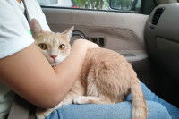 Une personne serre son chat stressé dans ses bras