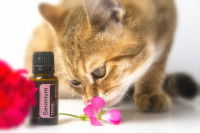 Un chat renifle une fleur de géranium à côté d'un flacon d'huile de géranium