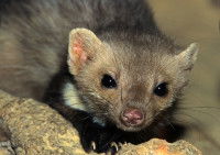 Gros plan sur une fouine