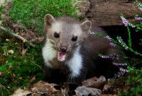 Une fouine montre les dents dans un parc