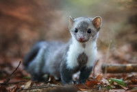 Une jeune fouine dans les bois
