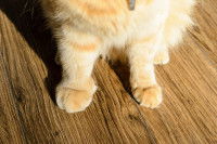 Un chat roux avec une patte gonflée