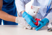 Un vétérinaire fait un bandage sur un chat blessé à la patte