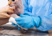 Un vétérinaire en blouse répare la patte cassée d'un chat Sphynx