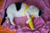 Un chat noir et blanc avec une patte dans le plâtre