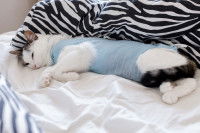 Un chat blessé allongé sur un lit après une opération