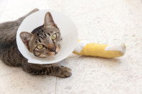Un chat tigré avec un plâtre et une collerette