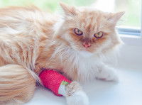 Un chat roux avec un plâtre sur la patte avant