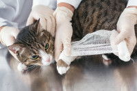 Un vétérinaire fait un bandage à la patte d'un chat tigré